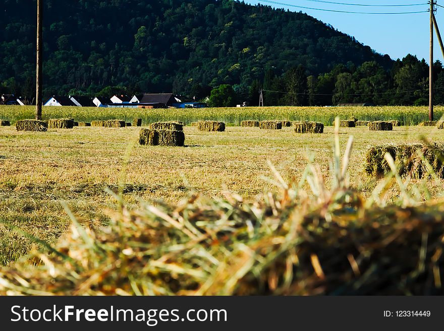 Field, Grass, Farm, Agriculture