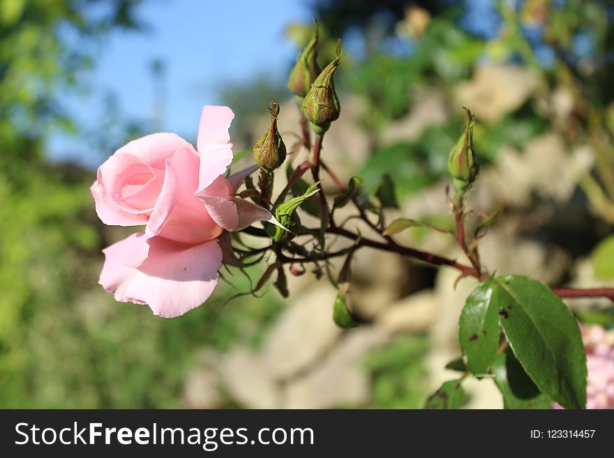 Flower, Plant, Rose Family, Pink