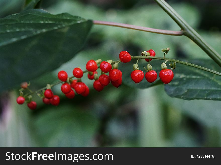 Berry, Aquifoliaceae, Plant, Buffaloberries