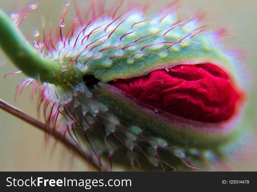 Macro Photography, Close Up, Flora, Insect