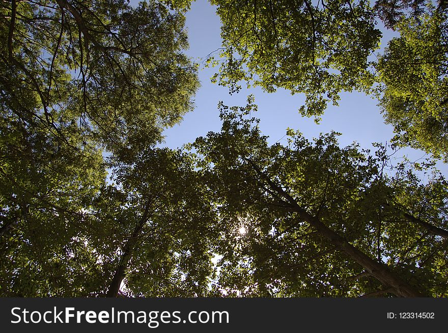 Tree, Sky, Nature, Leaf