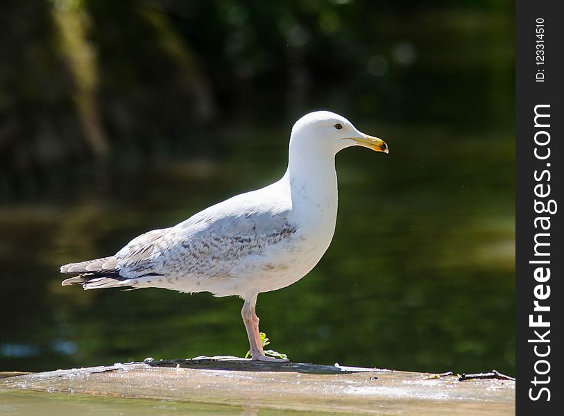 Bird, Gull, Seabird, European Herring Gull