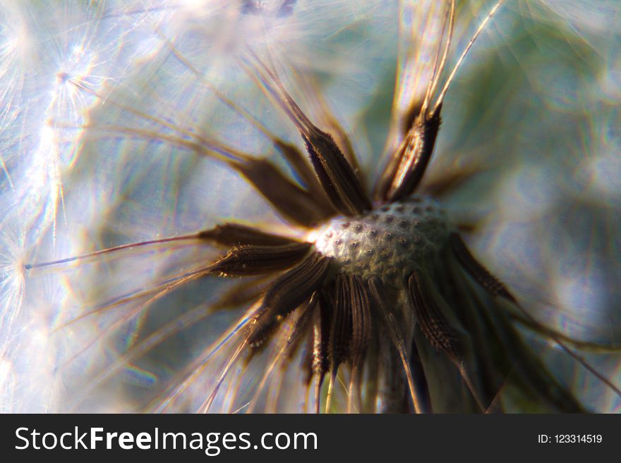 Flora, Flower, Close Up, Macro Photography