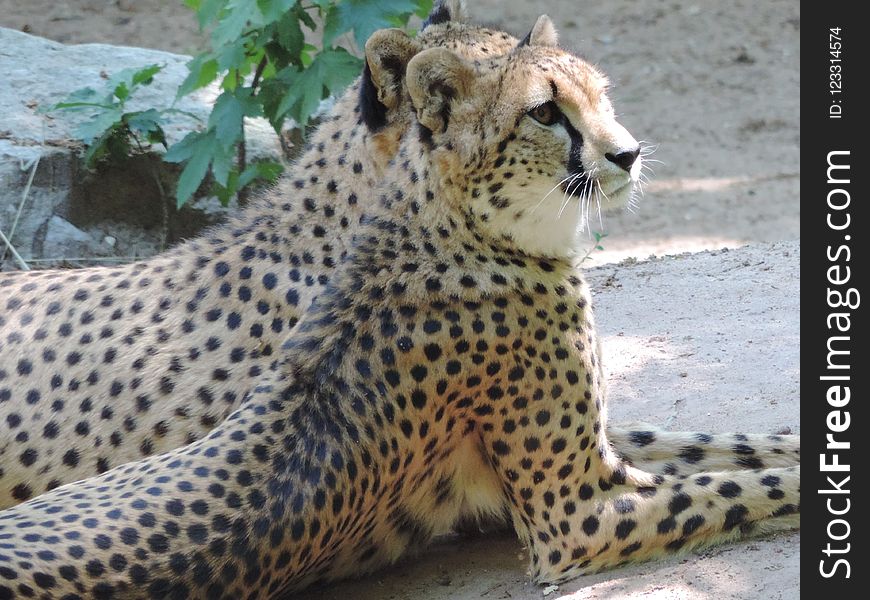 Cheetah, Terrestrial Animal, Wildlife, Big Cats