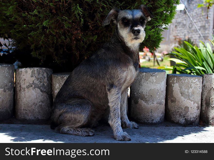 Dog Like Mammal, Dog, Dog Breed, Miniature Schnauzer