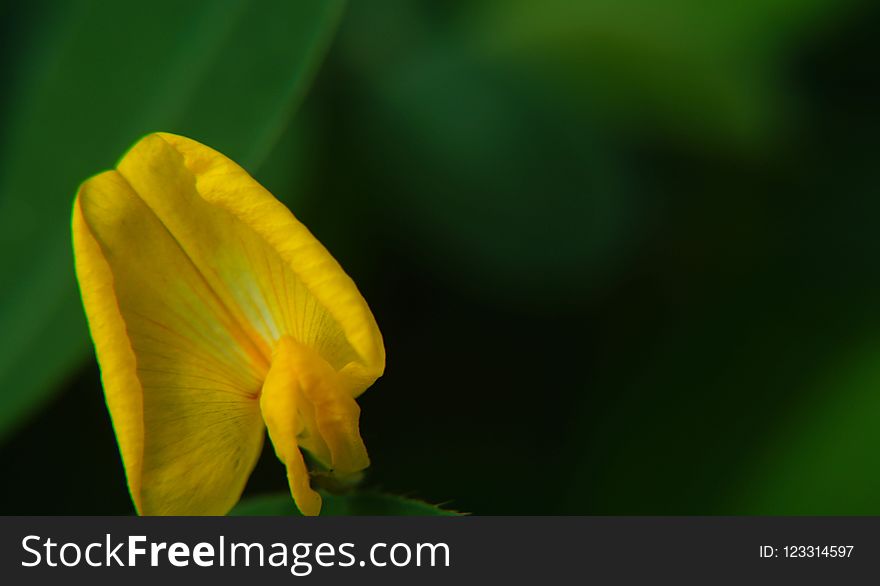 Yellow, Leaf, Close Up, Flora