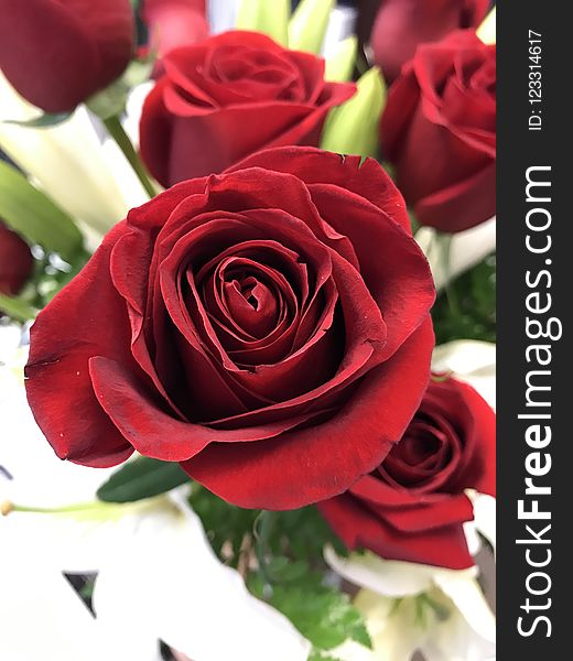 Flower, Rose, Garden Roses, Red