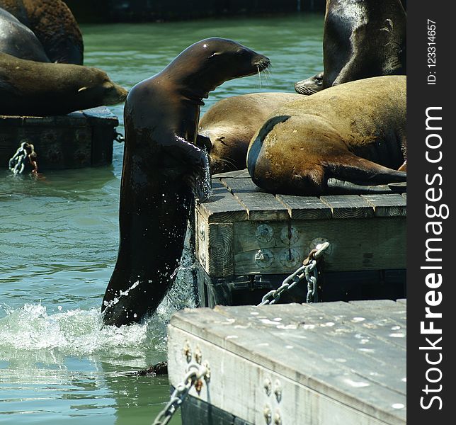 Seals, Fauna, Water, Mammal