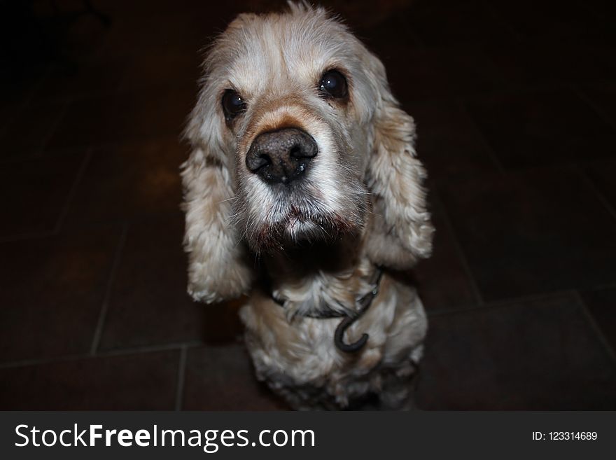 Dog, Dog Like Mammal, Dog Breed, Spaniel