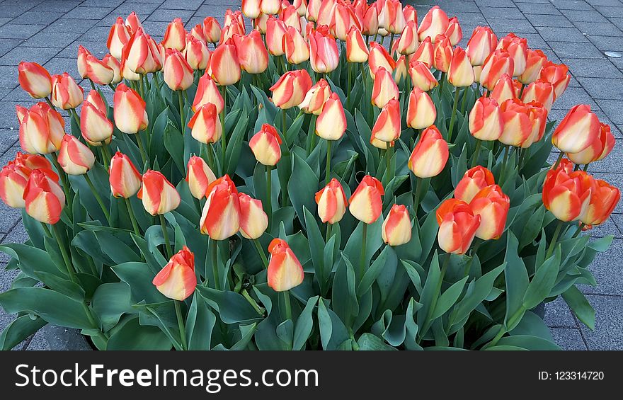 Flower, Plant, Flowering Plant, Tulip