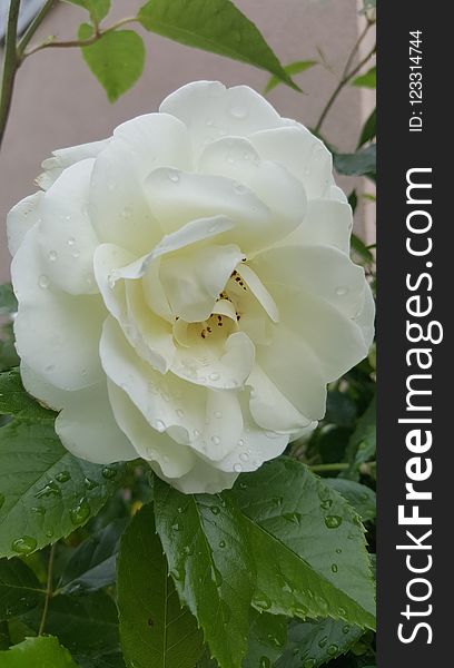 Flower, Rose, White, Rose Family