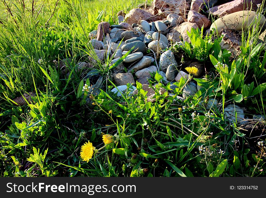 Plant, Vegetation, Flora, Grass