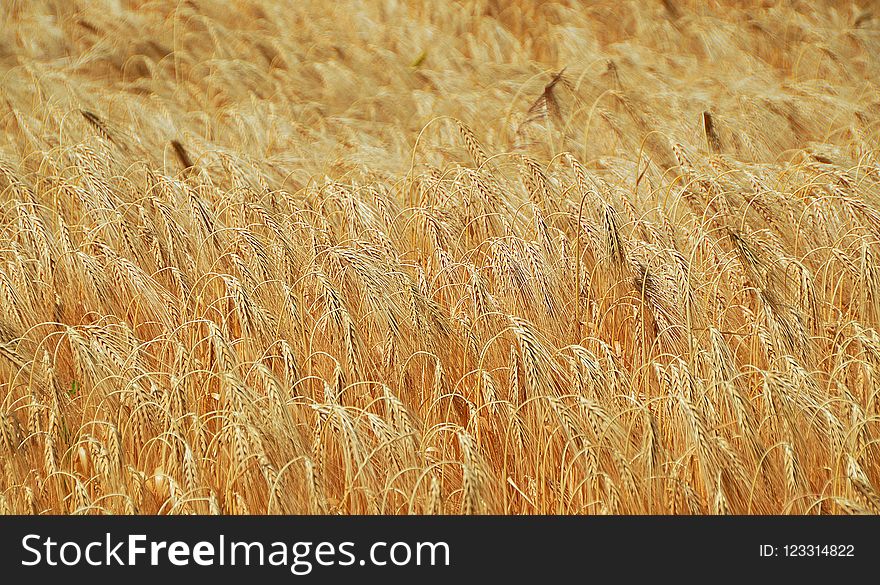 Wheat, Food Grain, Grain, Grass Family