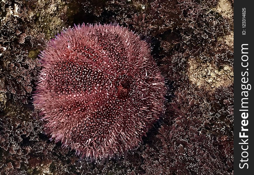 Sea Urchin, Marine Invertebrates, Invertebrate, Echinoderm