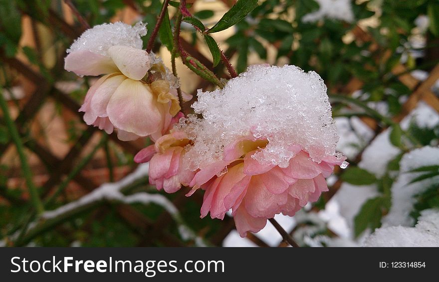 Flower, Pink, Plant, Flowering Plant