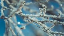 Free White Snowflake On Tree Branch Stock Images - 123324544