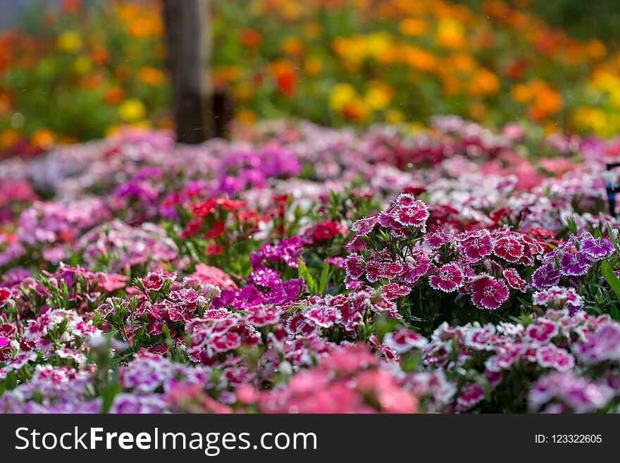 Beautiful Background of blooming Snowfire, China Doll, China Pink flower, pink Dianthus flowers & x28;Dianthus chinensis& x29; or Rainbow Pink flower in natural field, beauty, blossom, botany, bouquet, bright, closeup, colorful, decoration, flora, floral, fragrant, fresh, garden, green, leaf, light, macro, nature, outdoor, pattern, petal, plant, red, season, selective, spring, summer, sweet, tropical, white, william