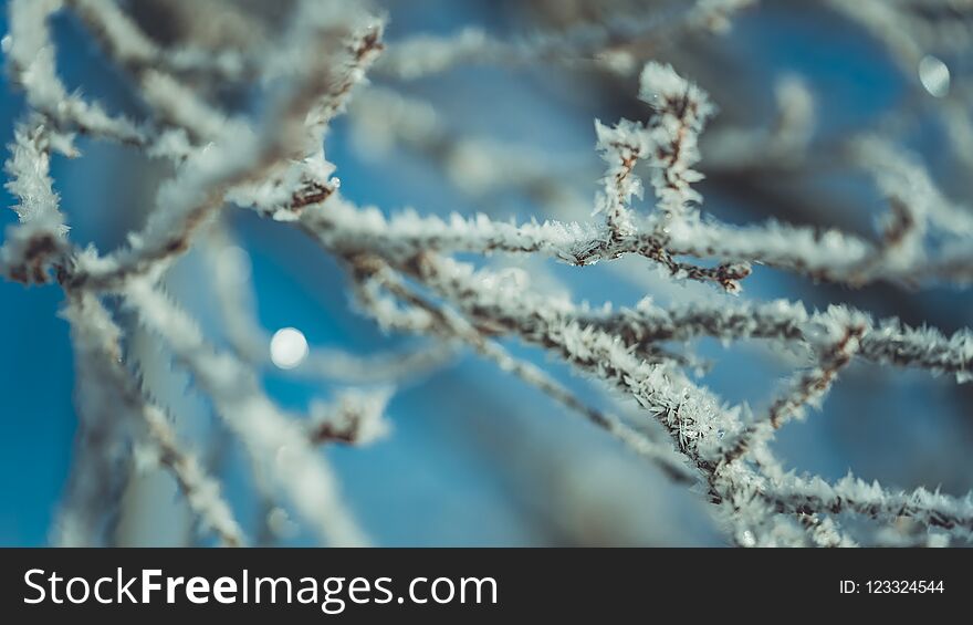 White Snowflake On Tree Branch ; Beautiful Place Travel In Japan