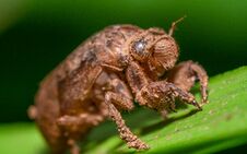 Brown Insect On Green Leaf Stock Images