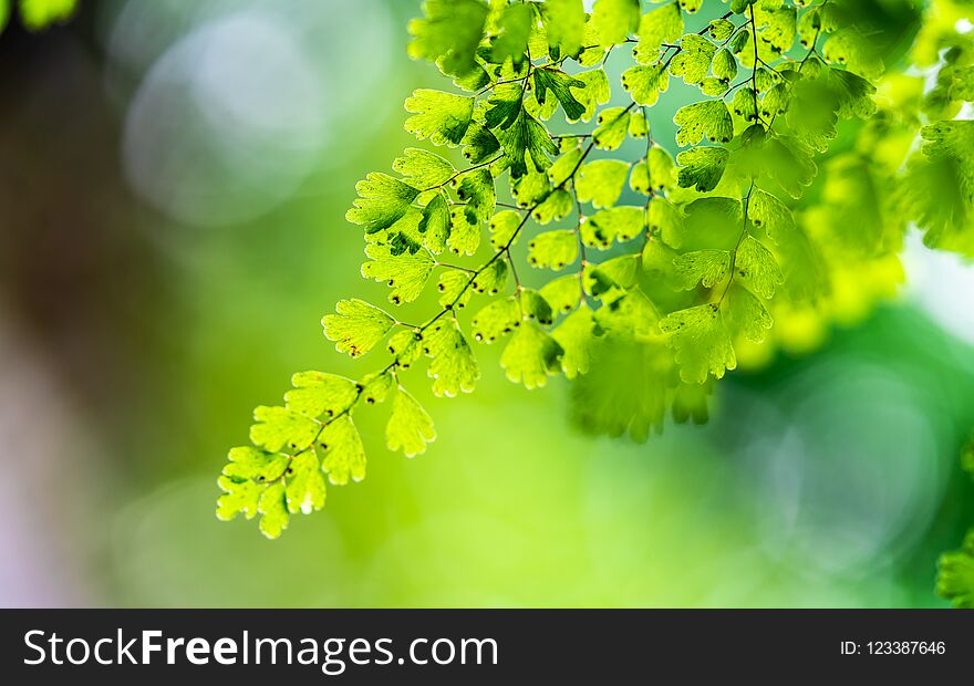 Save World With A Green Tree Plant Ecology System Environment