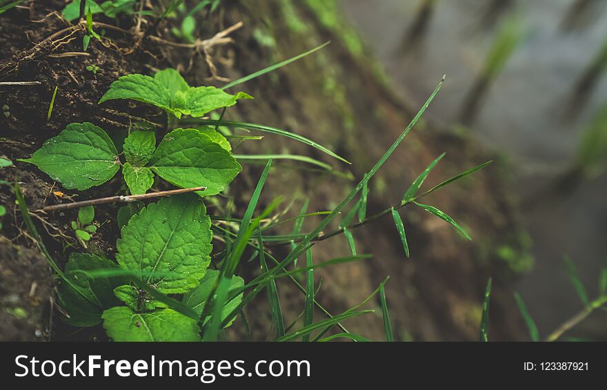 Fresh Green Leaf Tree Garden With Natural Forest View Background