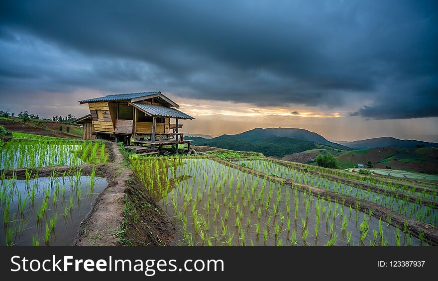 Cottage Paddy Green Field Plantation