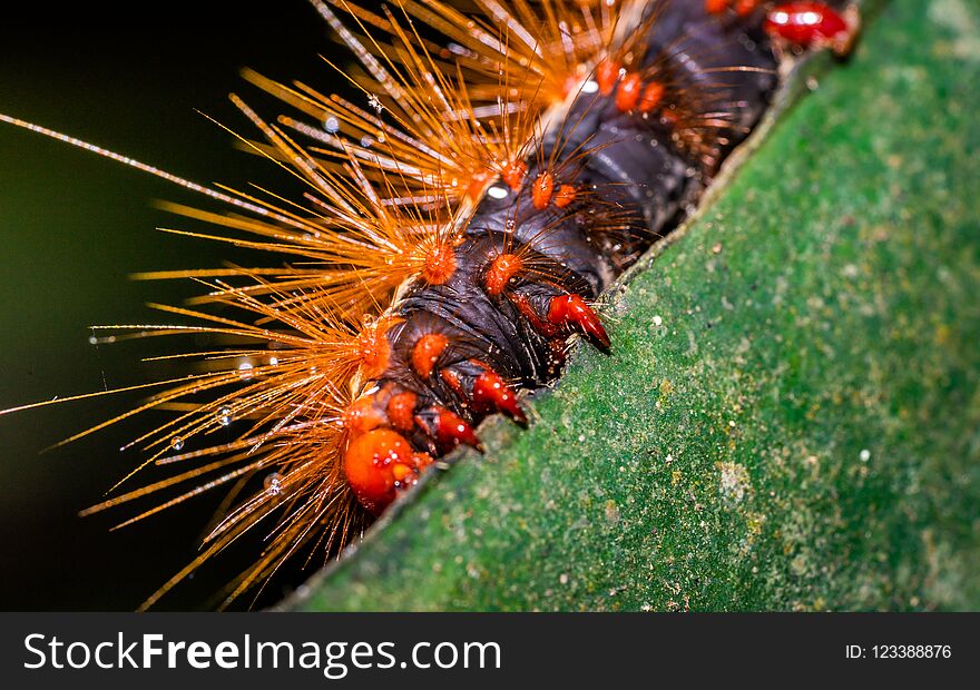 Close Up Of Hairy Worm On Green Leaf Texture Background