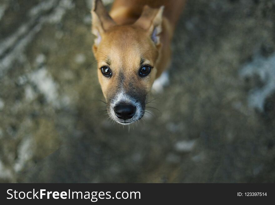 Dog looking up to the camera ,selection focus .