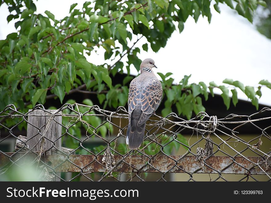 Bird, Fauna, Beak, Tree