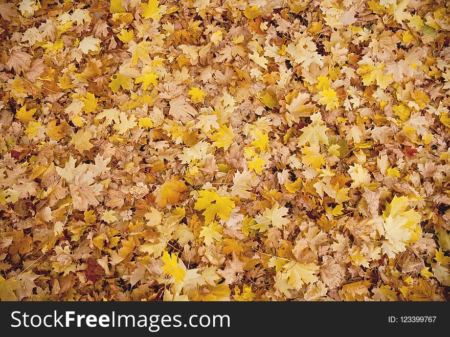 Yellow, Autumn, Leaf, Deciduous