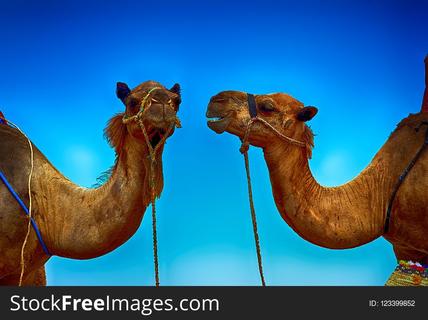 Camel, Camel Like Mammal, Arabian Camel, Sky