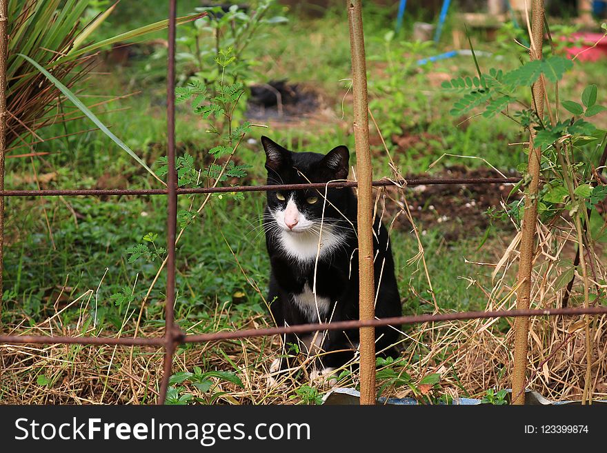 Cat, Fauna, Small To Medium Sized Cats, Plant