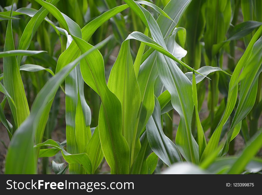 Plant, Leaf, Vegetation, Grass