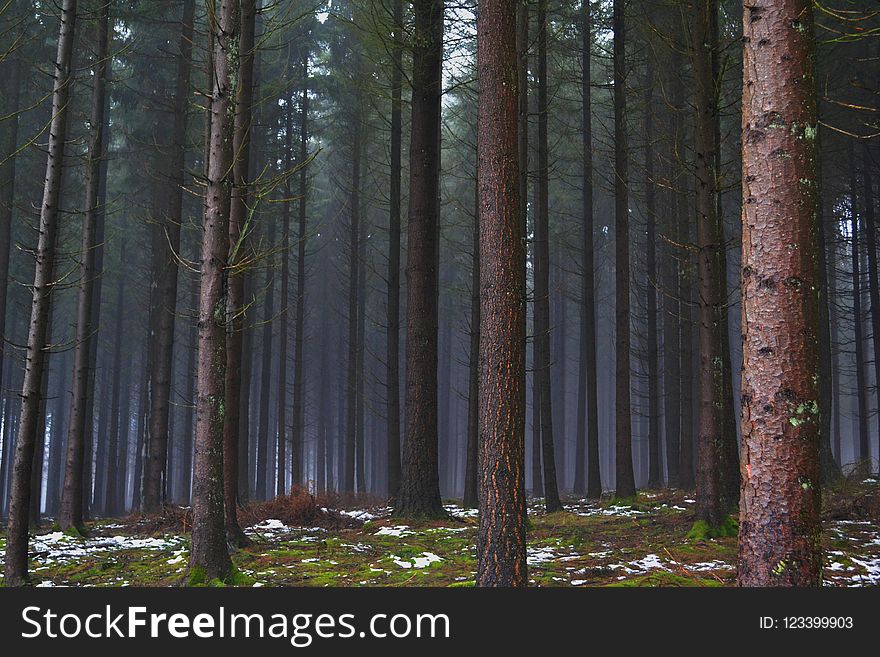 Forest, Ecosystem, Spruce Fir Forest, Woodland