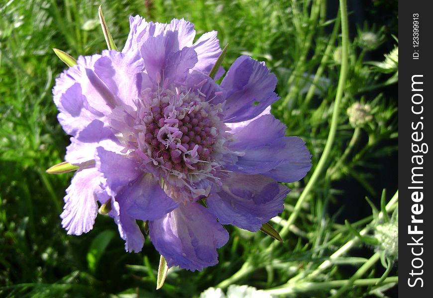 Flower, Purple, Plant, Flowering Plant