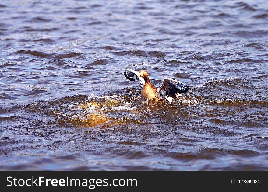 Water, Bird, Duck, Water Bird