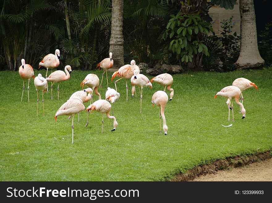 Flamingo, Water Bird, Bird, Beak