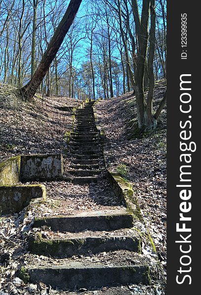 Path, Wall, Tree, Ruins