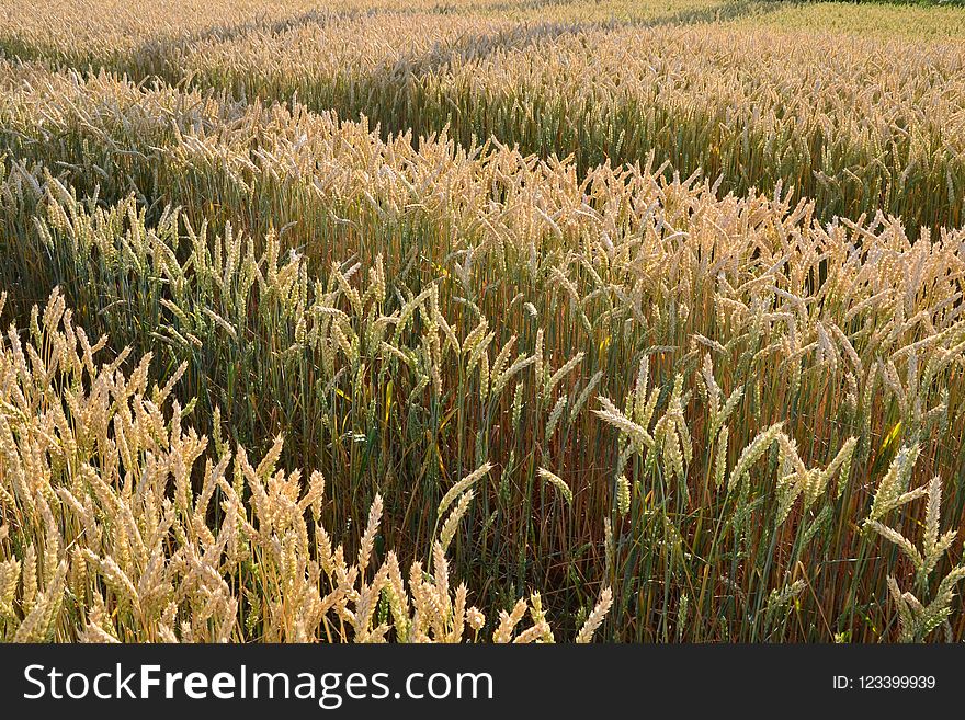 Grass Family, Crop, Field, Food Grain