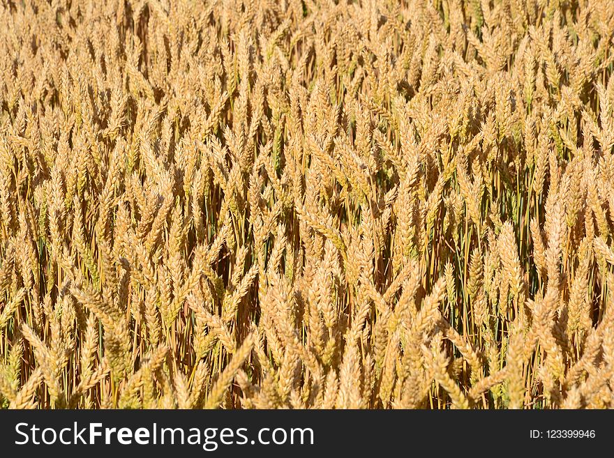 Food Grain, Wheat, Grass Family, Field