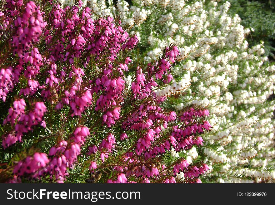 Plant, Flower, Pink, Flora