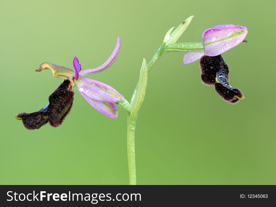 Wild orchid on green background