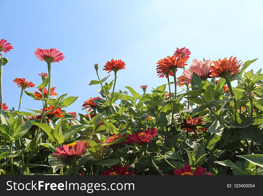 Flower, Plant, Flora, Flowering Plant