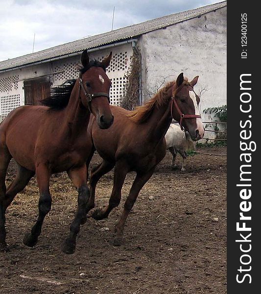 Horse, Mare, Bridle, Halter