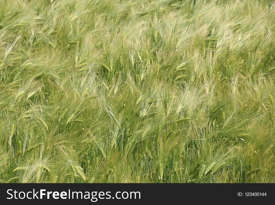 Ecosystem, Grass, Triticale, Food Grain