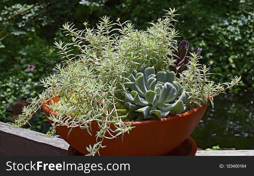 Plant, Flowerpot, Flower, Flora