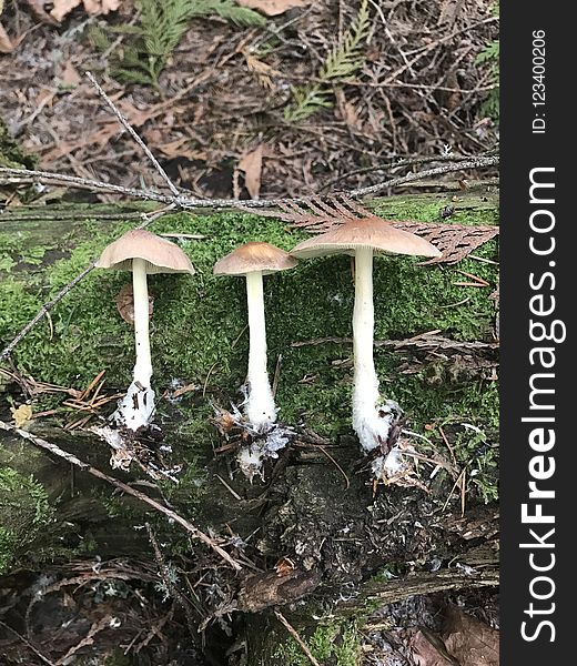 Fungus, Mushroom, Edible Mushroom, Tree