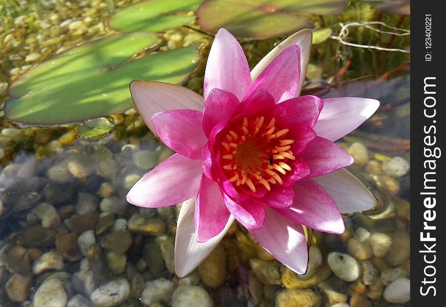 Flower, Plant, Flora, Flowering Plant