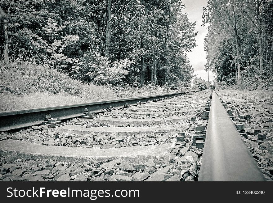Track, Nature, Snow, Tree