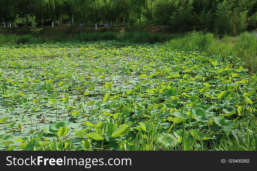 Vegetation, Ecosystem, Plant, Nature Reserve